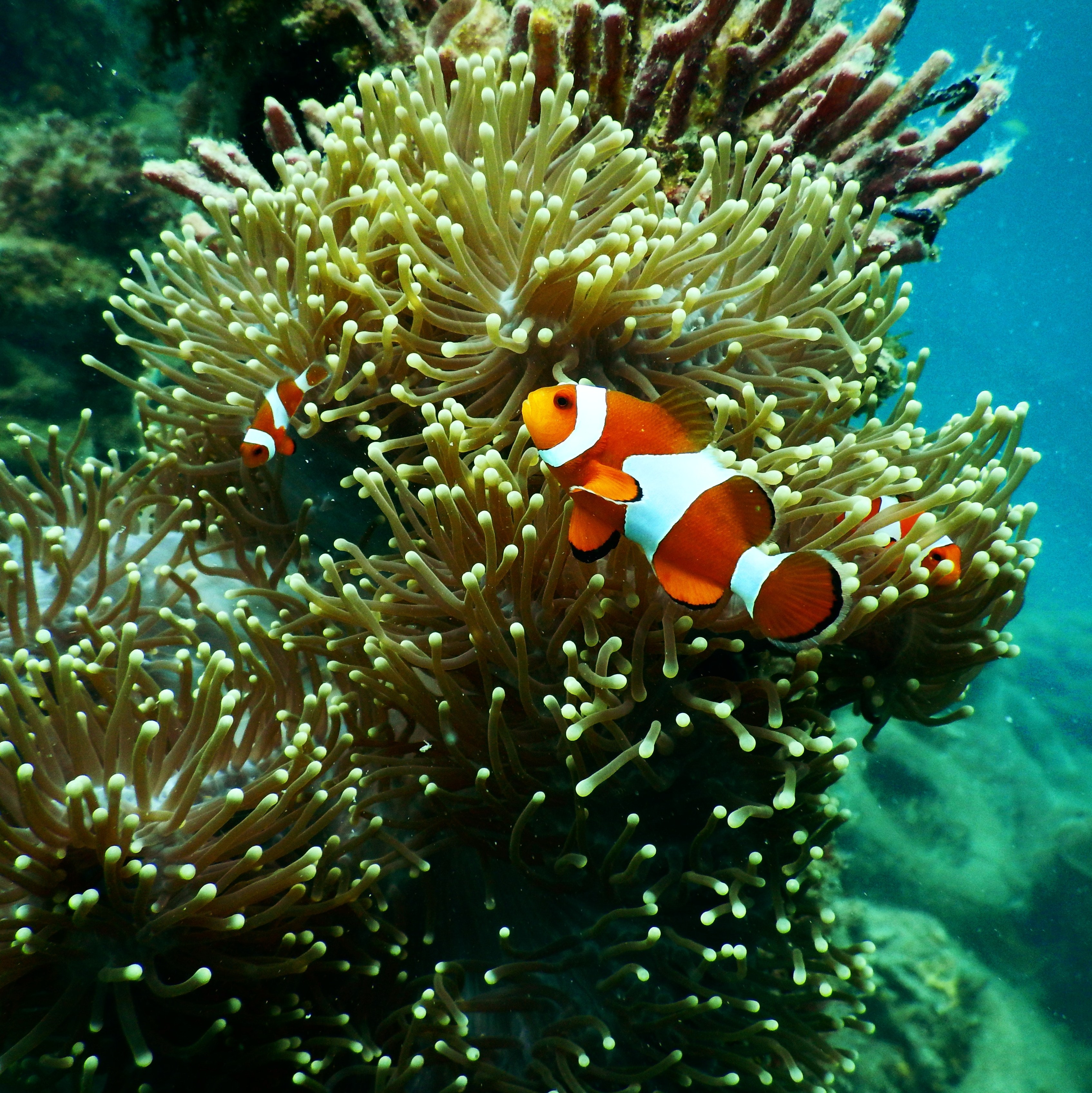 https://www.pexels.com/photo/red-and-white-clownfish-under-water-1125979/